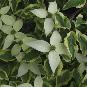 Kousa Dogwood