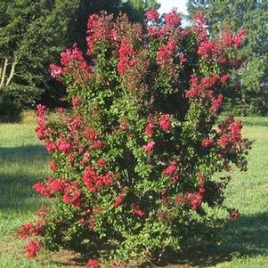 Crapemyrtle