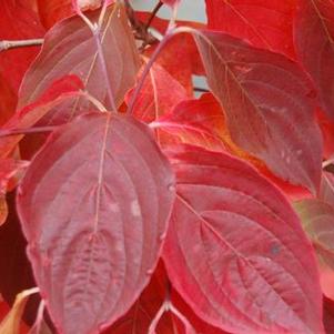 Cornus x Aurora&reg; ('Rutban')