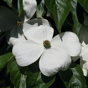 Cornus x Celestial™ ('Rutdan')