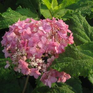 Hydrangea arborescens Bella Anna™ 
