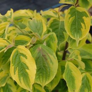 Cornus x 'Celestial Shadow'