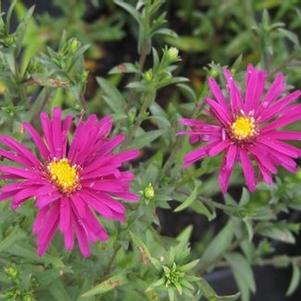 Aster novae-angliae 'Raspberry Swirl' 