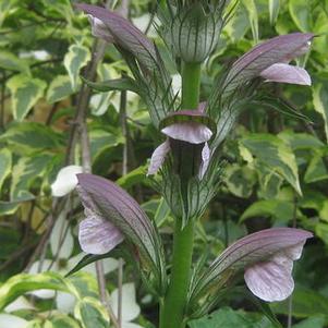 Acanthus hungaricus 