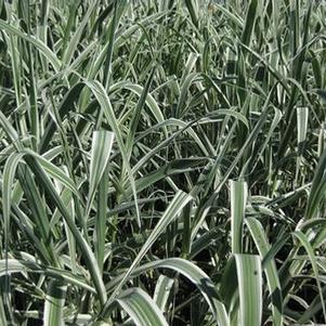 Arundo donax 'Peppermint Stick' 