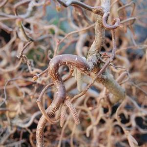 Corylus avellana 'Contorta'