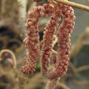 Corylus avellana 'Red Majestic'