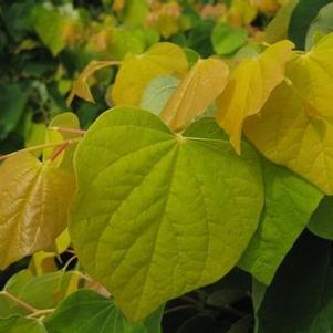 Cercis canadensis 'Solar Eclipse'  ('JN3')