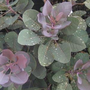 Cotinus coggygria 'Velvet Cloak'