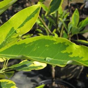 Magnolia virginiana var. australis 'Mardi Gras' 