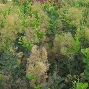 Cotinus coggygria 'Young Lady'