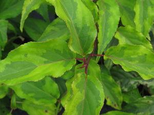 Stachyurus chinensis 'Joy Forever' 