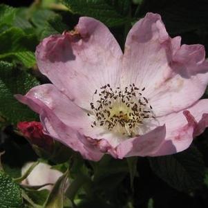 Rosa rugosa 'Frau Dagmar Hartopp' 