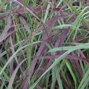 Panicum virgatum Ruby Ribbons™ ('RR1') 