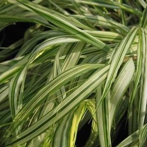 Hakonechloa macra Fubuki™ ('Briform') 