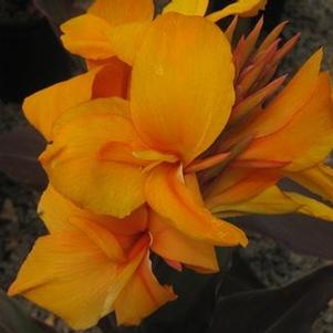 Canna x 'Pacific Beauty' 