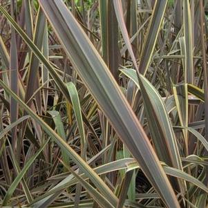 Phormium tenax 'Golden Ray' 