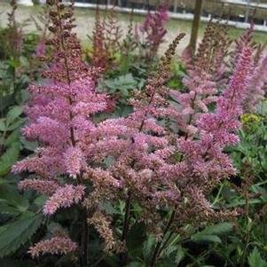 Astilbe chinensis 'Maggie Daley' 
