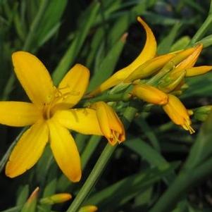 Crocosmia  Irish Sunset™ ('Cropom') 