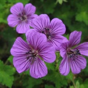 Geranium x 'Pink Penny' 