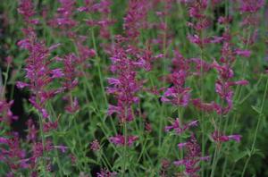 Agastache x 'Heat Wave' 
