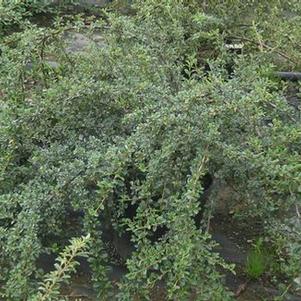 Cotoneaster dammeri 'Skogholm'