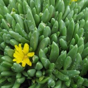 Delosperma congestum 'Gold Nugget' 