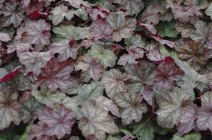 Heuchera villosa 'Beaujolais' 