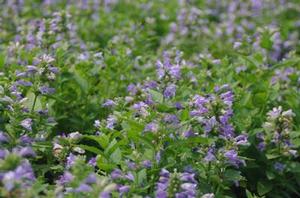 Nepeta subsessilis 'Cool Cat' 