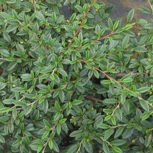 Cotoneaster salicifolius 'Repens'