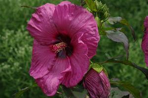 Hibiscus moscheutos 'Plum Crazy' 