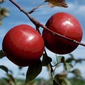 Malus  'McIntosh' 
