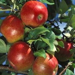 Malus  'Honeycrisp' 