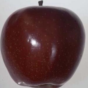 Malus  'Delicious'  (Red)