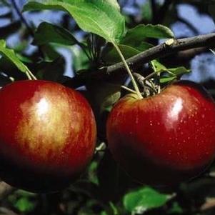 Malus  'Cortland' 