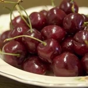 Prunus  'Bing' 