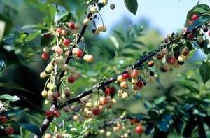 Prunus  'North Star' 