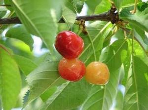 Prunus  'Ranier' 