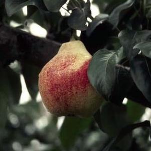 Pyrus  'Summercrisp' 