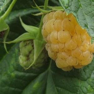 Rubus argutus 'Anne' 