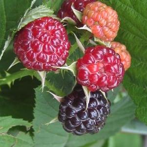 Rubus occidentalis 'Bristol' 