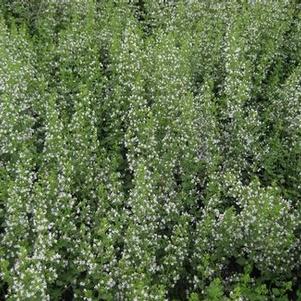 Calamintha nepeta 'Montrose White' 