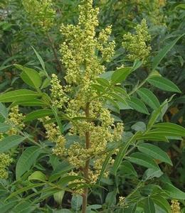 Rhus coppalina var. latifolia Prairie Flame&trade; 