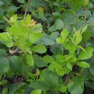 Rhus aromatica 'Green Globe' 