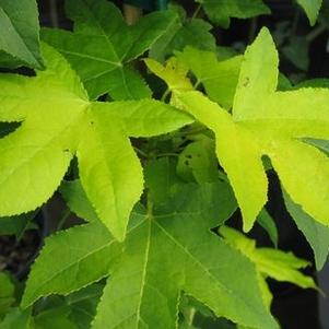 Liquidambar styraciflua 'Gold Beacon' 