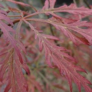 Acer palmatum dissectum 'Crimson Queen' 