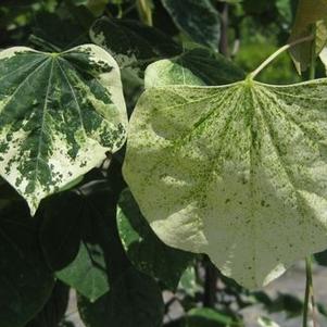 Cercis canadensis 'Whitewater'  ('NC 2007-8')