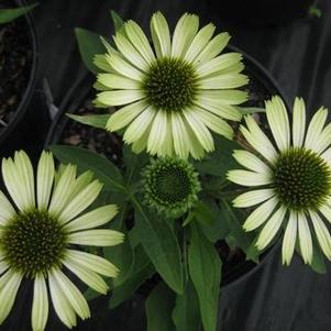 Echinacea purpurea 'Green Jewel' 
