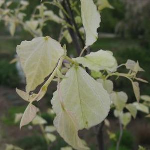Cercis canadensis 'Mardi Gras' 
