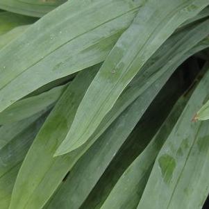 Carex platyphylla 